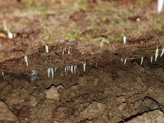 Mucronella pendula