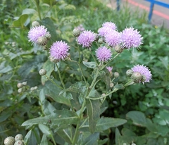 Cirsium arvense