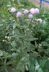 Cirsium arvense