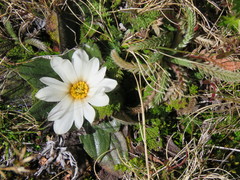 Knowltonia integrifolia