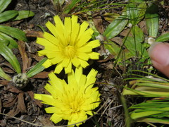 Hypochaeris eriolaena