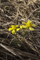 Ranunculus rhomboideus