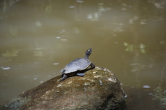 Trachemys stejnegeri