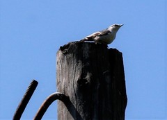 Sitta europaea albifrons