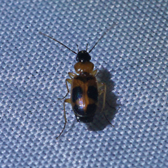 Badister neopulchellus