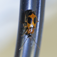 Badister neopulchellus