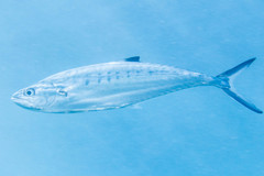 Scomberoides lysan