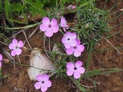 Dianthus pungens