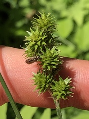 Carex cephaloidea
