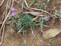 Dianthus pungens