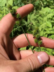 Carex cephaloidea
