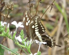Papilio constantinus constantinus
