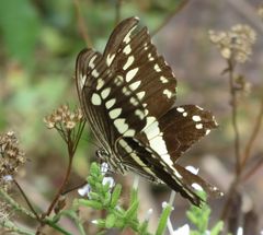 Papilio constantinus constantinus