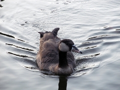 Branta canadensis