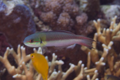 Thalassoma amblycephalus