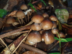 Mycena mulawaestris