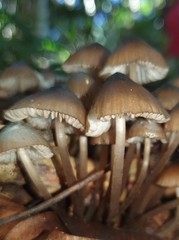 Mycena mulawaestris