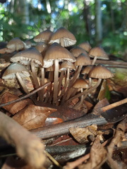 Mycena mulawaestris
