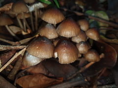 Mycena mulawaestris