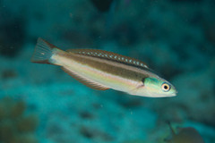 Pseudocoris heteropterus