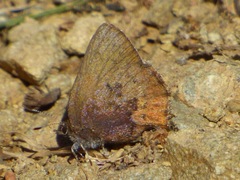 Callophrys augustinus iroides
