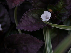 Hemigraphis colorata