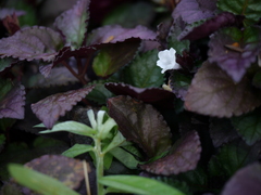 Hemigraphis colorata