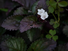 Hemigraphis colorata