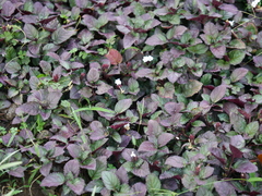 Hemigraphis colorata