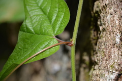 Passiflora rubra