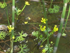 Ranunculus gmelinii