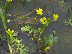 Ranunculus gmelinii