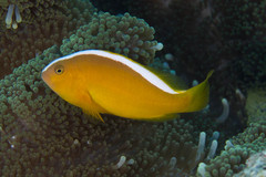 Amphiprion sandaracinos