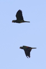 Amazona viridigenalis