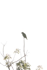 Amazona viridigenalis