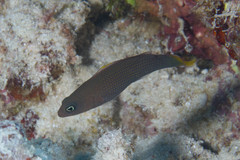 Pseudochromis marshallensis