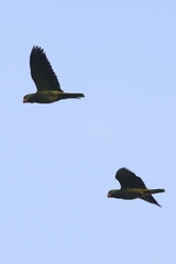 Amazona viridigenalis