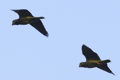 Amazona viridigenalis