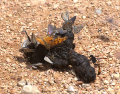 Euphilotes spaldingi