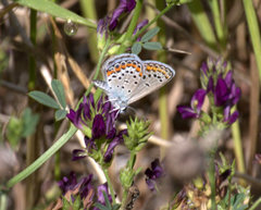 Plebejus melissa