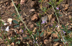 Plebejus melissa