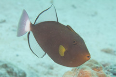 Melichthys vidua