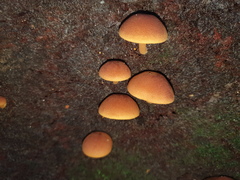 Gymnopilus ferruginosus