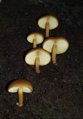 Gymnopilus ferruginosus
