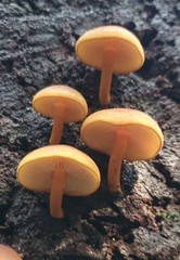 Gymnopilus ferruginosus