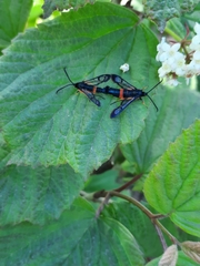 Synanthedon culiciformis
