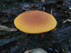 Gymnopilus ferruginosus