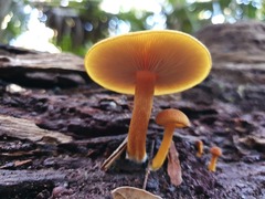Gymnopilus ferruginosus