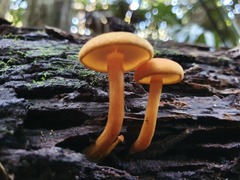 Gymnopilus ferruginosus