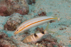 Hologymnosus doliatus